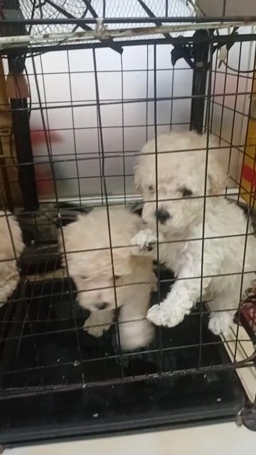 pOODLE TINY. Mua bán Chó tại Thành phố Thuận An Bình Dương được đăng bởi Hiếu hình 1