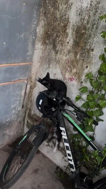 Mèo con Đen, Trắng. Mua bán Mèo tại Quận Cẩm Lệ Đà Nẵng được đăng bởi Tên chưa cung cấp hình 1