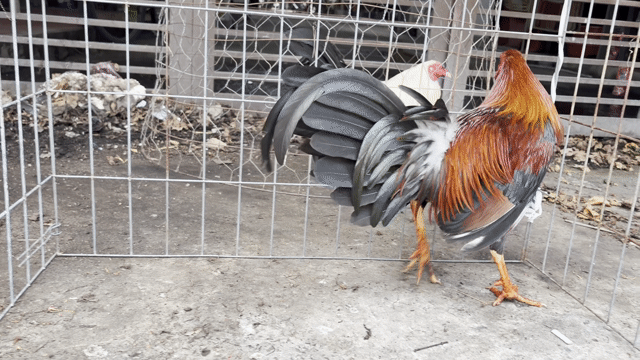 Điều cuban mỹ 1kg520 tay gà tơ còn lên. Mua bán Gà tại Huyện Bình Chánh Tp Hồ Chí Minh được đăng bởi Chú Bé Bán Gà  hình 1