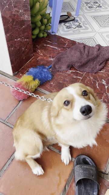 Lấy Phôi Corgi đực thuần chủng nâu trắng. Mua bán Chó tại Thành phố Cao Lãnh Đồng Tháp được đăng bởi Tên chưa cung cấp hình 1
