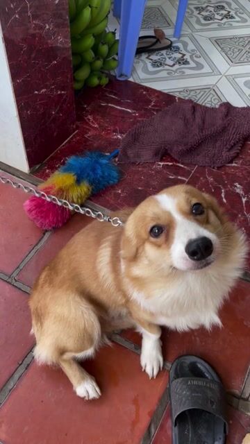 Lấy Phôi Corgi đực thuần chủng nâu trắng. Mua bán Chó tại Thành phố Cao Lãnh Đồng Tháp được đăng bởi Tên chưa cung cấp hình 1