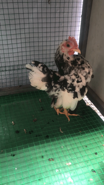 Gà Serama trống 2.5 tháng. Mua bán Gà tại Quận Ninh Kiều Cần Thơ được đăng bởi Quốc anh hình 1