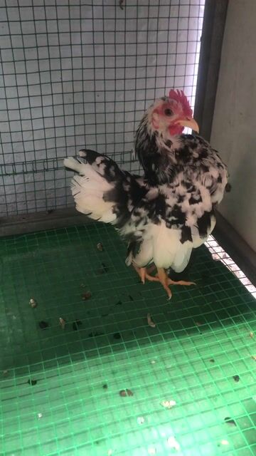Gà Serama trống 2.5 tháng. Mua bán Gà tại Quận Ninh Kiều Cần Thơ được đăng bởi Quốc anh hình 1