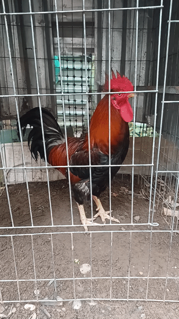 Gà trống tơ Minh dư Bình định lai gà nòi. Mua bán Gà tại Quận 7 Tp Hồ Chí Minh được đăng bởi Kietnguyen hình 1