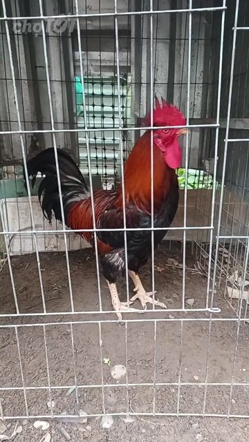 Gà trống tơ Minh dư Bình định lai gà nòi. Mua bán Gà tại Quận 7 Tp Hồ Chí Minh được đăng bởi Kietnguyen hình 1