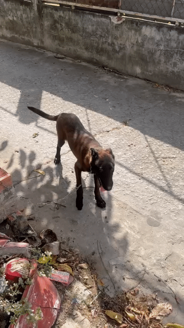 Chó Malinois Cái 5 tháng Nâu đen. Mua bán Chó tại Quận Ninh Kiều Cần Thơ được đăng bởi Gà Tre Bắc Cộc hình 1
