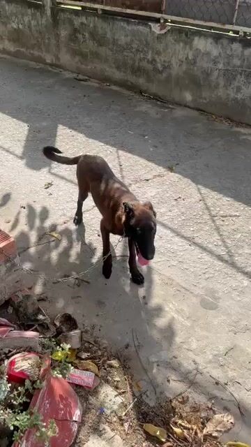 Chó Malinois Cái 5 tháng Nâu đen. Mua bán Chó tại Quận Ninh Kiều Cần Thơ được đăng bởi Gà Tre Bắc Cộc hình 1