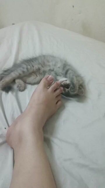 Mèo lông dài Xám 2 tháng tuổi. Mua bán Mèo tại Quận 11 Tp Hồ Chí Minh được đăng bởi Thinh Nguyen hình 1