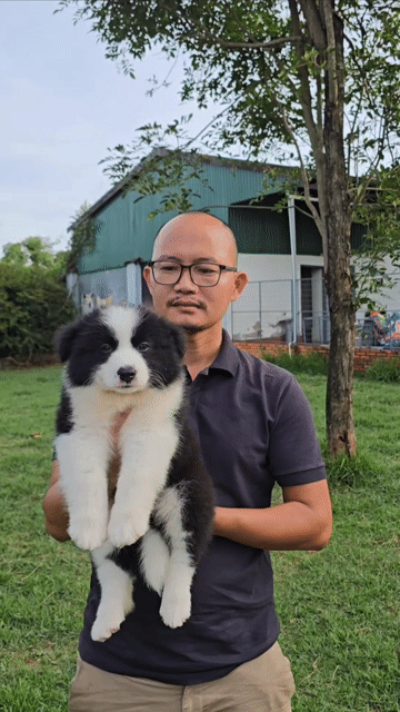 Chó Border Collie Đen trắng dài Cả hai. Mua bán Chó tại Quận Bình Thạnh Tp Hồ Chí Minh được đăng bởi Bình Phan hình 1