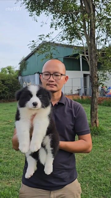 Chó Border Collie Đen trắng dài Cả hai. Mua bán Chó tại Quận Bình Thạnh Tp Hồ Chí Minh được đăng bởi Bình Phan hình 1