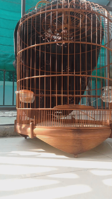Chim Chích chòe 6 tháng Đã hót xổng. Mua bán Chim tại Huyện Nhà Bè Tp Hồ Chí Minh được đăng bởi Đức  hình 1