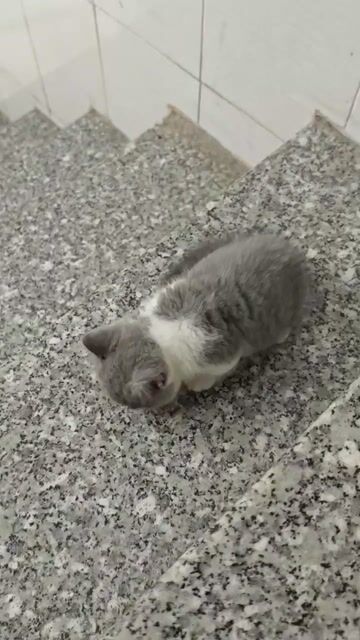 Mèo Munchkin ALN 2 tháng. Mua bán Mèo tại Huyện Trảng Bom Đồng Nai được đăng bởi Chin Chin hình 1