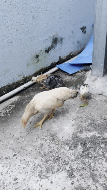 Gà tre bắc cú mơ. Mua bán Gà tại Quận Bình Thuỷ Cần Thơ được đăng bởi Bạn hình 1
