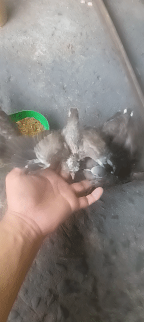 Chim cu gáy non malai zin. Mua bán Chim tại Huyện Nhà Bè Tp Hồ Chí Minh được đăng bởi A Trọng hình 1