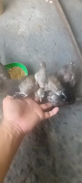 Chim cu gáy non malai zin. Mua bán Chim tại Huyện Nhà Bè Tp Hồ Chí Minh được đăng bởi A Trọng hình 1