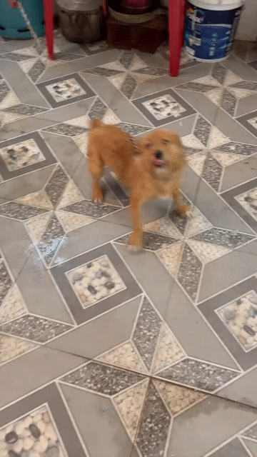Chó giống nâu cái gần 1 năm tuổi. Mua bán Chó tại Huyện Phúc Thọ Hà Nội được đăng bởi Ngọc Huyền hình 1