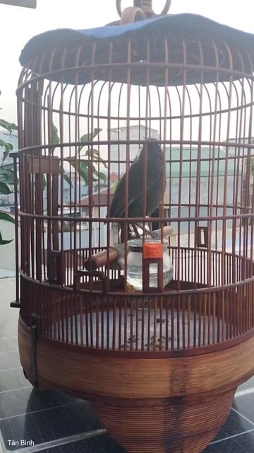 Chim cảnh màu Đen Thuần. Mua bán Chim tại Quận Tân Bình Tp Hồ Chí Minh được đăng bởi Đam mê 1Thời hình 1