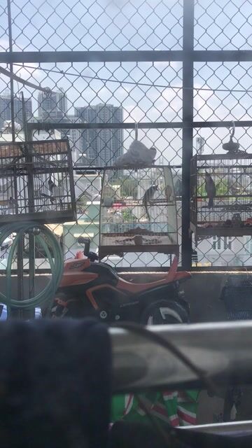 mào cf gl choè than hót. Mua bán Chim tại Quận 7 Tp Hồ Chí Minh được đăng bởi Nguyễn hoàng linh hình 1