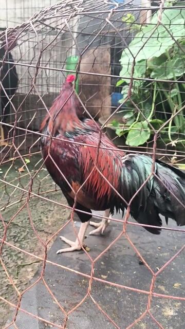 Gà chọi Điều Đực 2.7kg. Mua bán Gà tại Huyện Cẩm Mỹ Đồng Nai được đăng bởi Dũng  hình 1