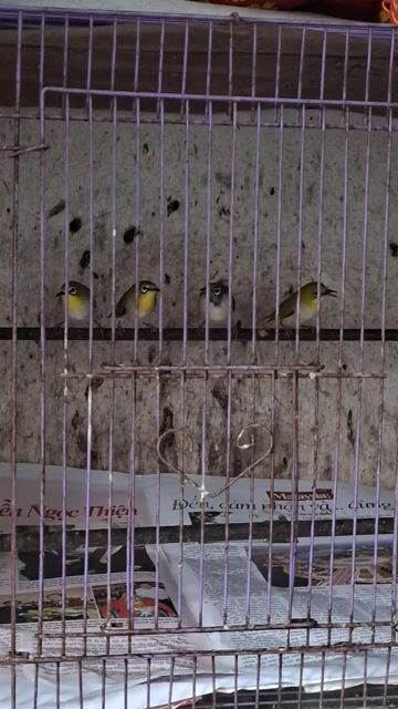 Chim bẫy tại nhà. Mua bán Chim tại Quận Sơn Trà Đà Nẵng được đăng bởi Bản hình 1