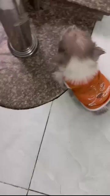 Chó Phốc lai 3 tháng đã xổ giun tiêm 1 mũi. Mua bán Chó tại Thành phố Thủ Đức Tp Hồ Chí Minh được đăng bởi Nhật Minh hình 1