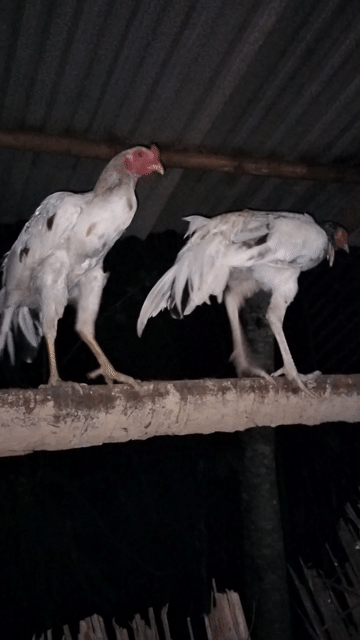 Gà con tơ lên chưa gáy. Mua bán Gà tại Huyện Mỏ Cày Bắc Bến Tre được đăng bởi khang hình 1