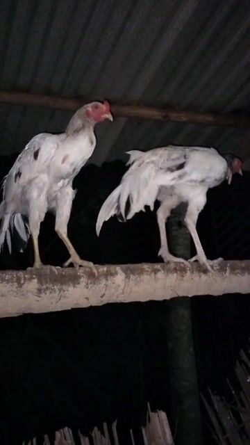Gà con tơ lên chưa gáy. Mua bán Gà tại Huyện Mỏ Cày Bắc Bến Tre được đăng bởi khang hình 1
