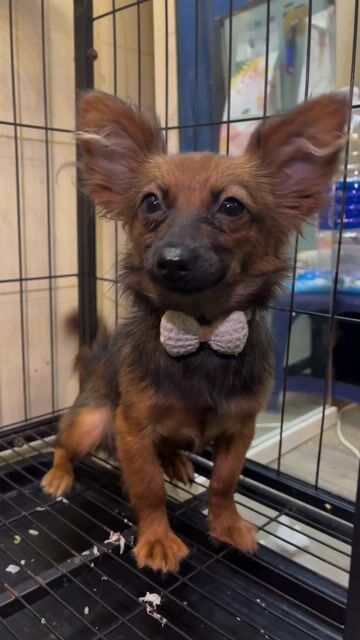 Chó Chihuahua lông dài 6 tháng. Mua bán Chó tại Huyện Thanh Trì Hà Nội được đăng bởi HUY VU hình 1