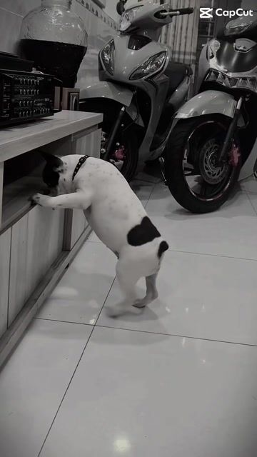 bull pháp cái - 8 tháng tuổi - tiêm chích đầy đủ. Mua bán Chó tại Quận Bình Thạnh Tp Hồ Chí Minh được đăng bởi nam hình 1