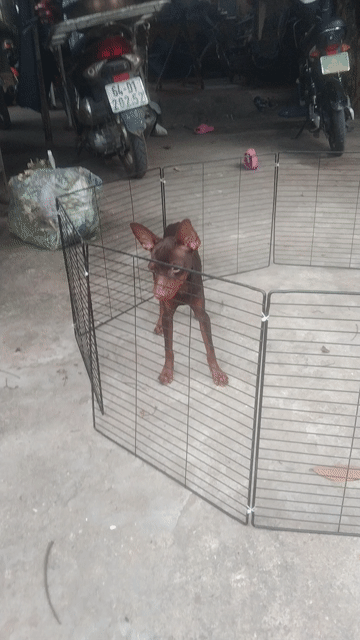 Fox hươu Cái tơ 7 tháng Socola Đủ 2 mũi. Mua bán Chó tại Huyện Hóc Môn Tp Hồ Chí Minh được đăng bởi Phú hình 1