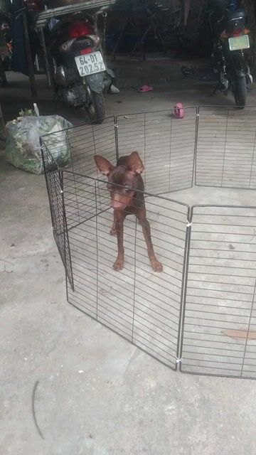 Fox hươu Cái tơ 7 tháng Socola Đủ 2 mũi. Mua bán Chó tại Huyện Hóc Môn Tp Hồ Chí Minh được đăng bởi Phú hình 1