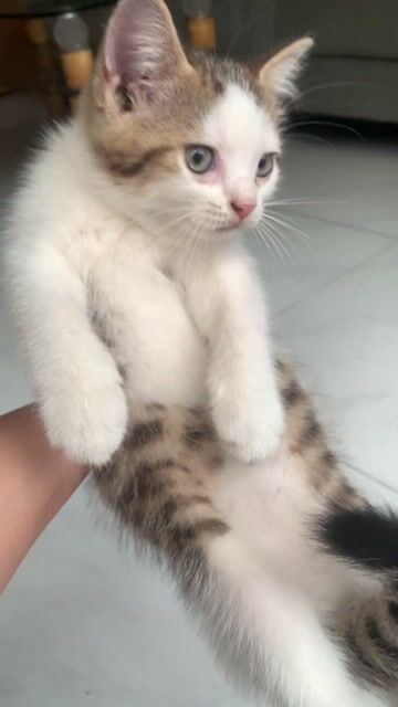 Mèo Anh lông ngắn trắng vằn nâu dưới 3 tháng. Mua bán Mèo tại Huyện Nhà Bè Tp Hồ Chí Minh được đăng bởi Mss Hà hình 3