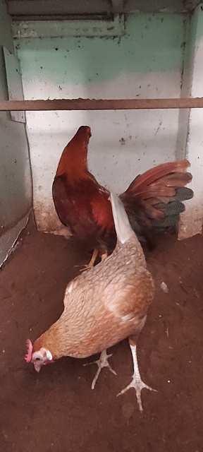 Gà Kelso. Mua bán Gà tại Quận Phú Nhuận Tp Hồ Chí Minh được đăng bởi Nguyễn Trung hình 1