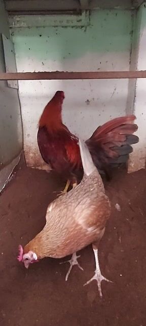 Gà Kelso. Mua bán Gà tại Quận Phú Nhuận Tp Hồ Chí Minh được đăng bởi Nguyễn Trung hình 1