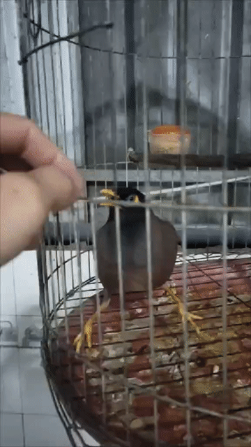 Chim sáo Đen trắng Đồng Tháp. Mua bán Chim tại Huyện Tháp Mười Đồng Tháp được đăng bởi Ku ken hình 1