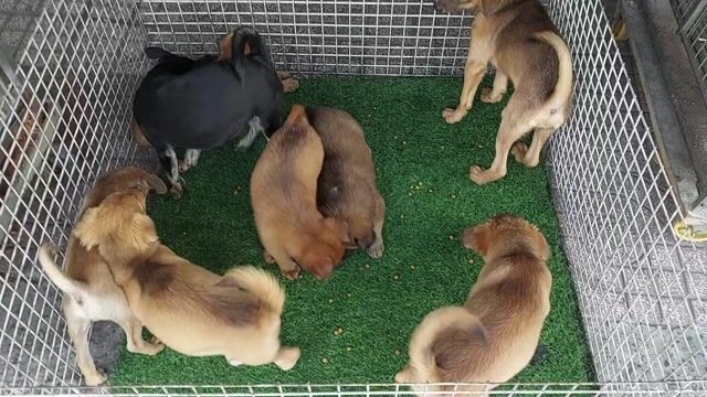 tìm chủ mới cho bầy cho lai. Mua bán Chó tại Quận Gò Vấp Tp Hồ Chí Minh được đăng bởi thanhthai632005 hình 1