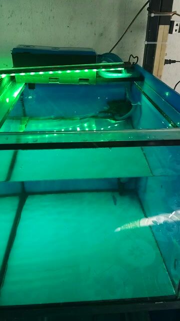 Hồ nuôi cá 6/4/4 mvt đẹppp. Mua bán Phụ kiện, Thức ăn, Dịch vụ tại Huyện Trảng Bàng Tây Ninh được đăng bởi CÁ CẢNH TB hình 1