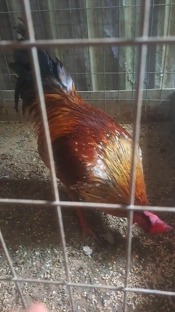 Gà Nâu đỏ 2.45kg. Mua bán Gà tại Quận Bình Thuỷ Cần Thơ được đăng bởi thienanh hình 1