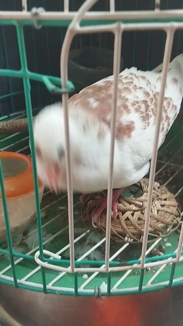 Cu khách thái. siêu dạn người. sài gòn bao síp.. Mua bán Chim tại Huyện Củ Chi Tp Hồ Chí Minh được đăng bởi Cu gáy hình 1