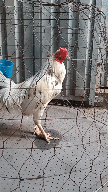 Gà chọi Bướm Mỹ lai Đực. Mua bán Gà tại Huyện Bình Chánh Tp Hồ Chí Minh được đăng bởi Gà đá An Giang  hình 1