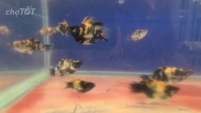 10 Cá Molly Tiger. Mua bán Thú cưng khác tại Huyện Nhà Bè Tp Hồ Chí Minh được đăng bởi Tâm hình 1