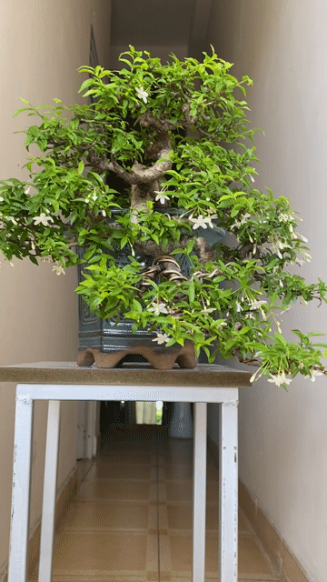 MAI CHIẾU THUỶ THÁC ĐỔ SIÊNG HOA. Mua bán Cây cảnh, đồ trang trí tại Quận Thanh Khê Đà Nẵng được đăng bởi TRUNG NGHĨA hình 1