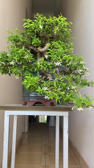 MAI CHIẾU THUỶ THÁC ĐỔ SIÊNG HOA. Mua bán Cây cảnh, đồ trang trí tại Quận Thanh Khê Đà Nẵng được đăng bởi TRUNG NGHĨA hình 1
