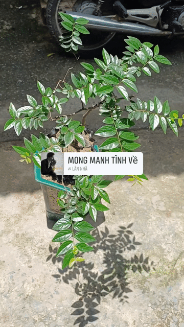 Cây muội hồng hoành củ  25cm. Mua bán Cây cảnh, đồ trang trí tại Huyện Bình Chánh Tp Hồ Chí Minh được đăng bởi  Le Hoang Anh hình 1