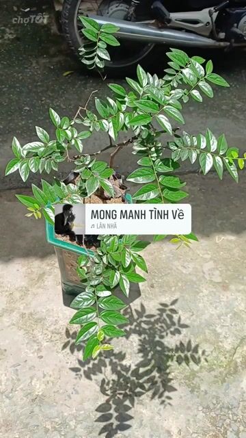 Cây muội hồng hoành củ  25cm. Mua bán Cây cảnh, đồ trang trí tại Huyện Bình Chánh Tp Hồ Chí Minh được đăng bởi  Le Hoang Anh hình 1