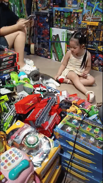 Mèo Anh lông ngắn Bicolor 6m có fix. Mua bán Mèo tại Quận Hà Đông Hà Nội được đăng bởi Hoàng Long hình 1