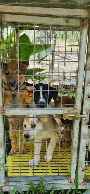 Chó cỏ lai phú quốc. Mua bán Chó tại Thành phố Thuận An Bình Dương được đăng bởi Lê Bình Dương hình 1