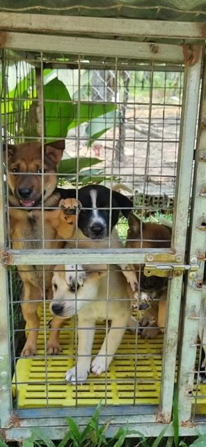 Chó cỏ lai phú quốc. Mua bán Chó tại Thành phố Thuận An Bình Dương được đăng bởi Lê Bình Dương hình 1