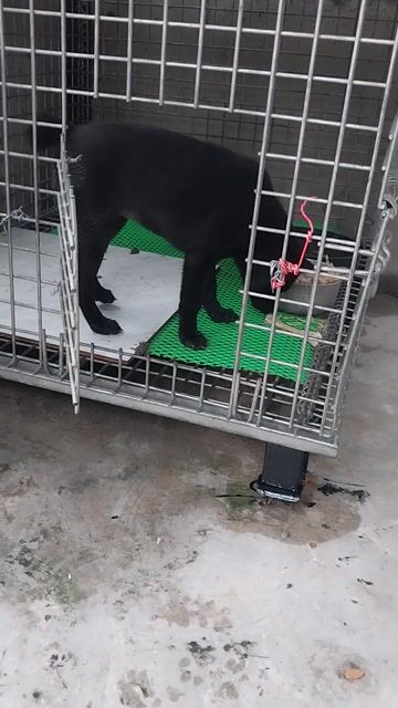 Bán chó đep. Mua bán Chó tại Huyện Long Thành Đồng Nai được đăng bởi Tranvantuyen hình 1