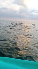 Artisanal Snorkeling Boat Tour for up to 4 Guests